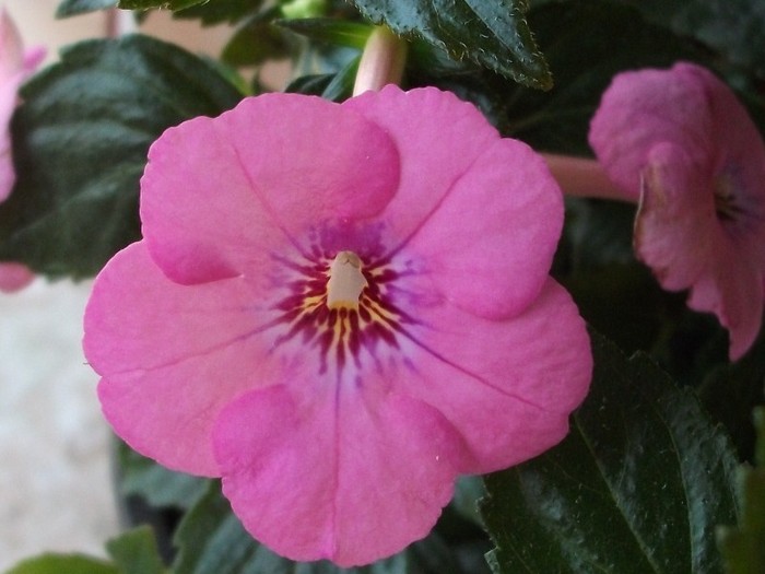 Rose Dream