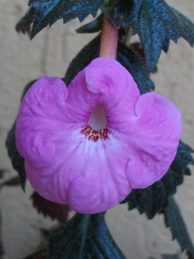 Watterllow s Triumpf - Achimenes 2011
