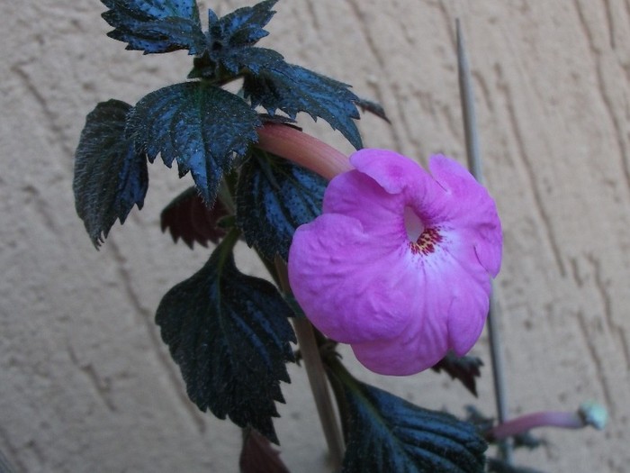 Watterllow s Triumpf - Achimenes 2011