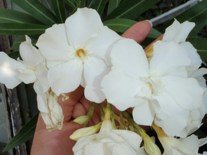 leandru alb cu flori mari si unele duble - flori frumoase