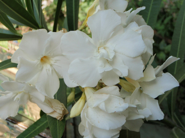 leandru alb - flori frumoase