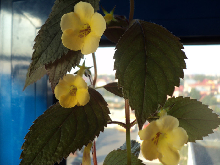 Yellow Beauty - Serviciu_Achimenes