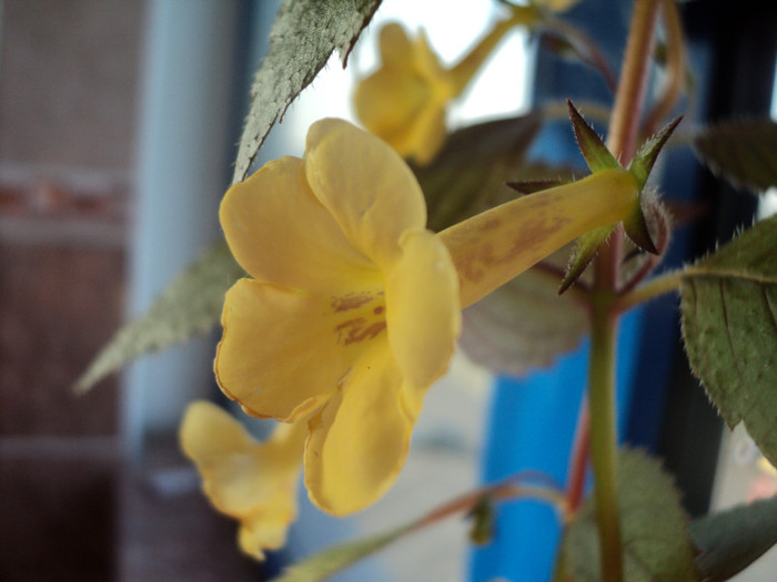 DSC02288 - Serviciu_Achimenes