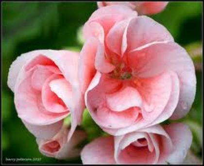 images (45) - poze roz