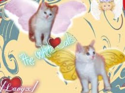 images (22) - poze poze