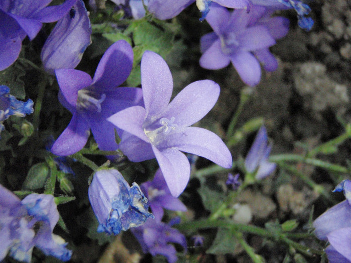 clopotei - in gradina au disparut - flori frumoase