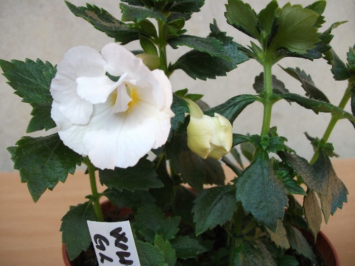 Whitte Glory - Achimenes 2011