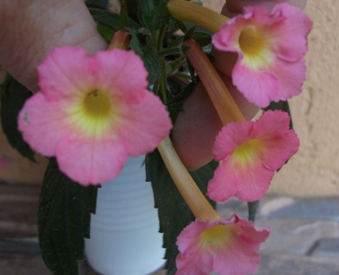 Peach Glow - Achimenes 2011