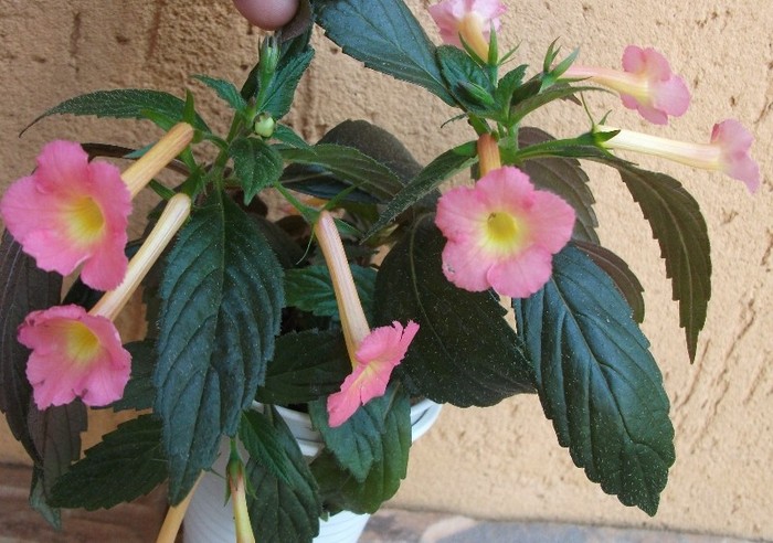 Peach Glow - Achimenes 2011