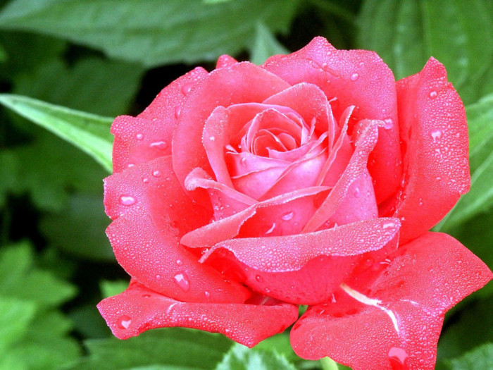 viata e la fel ca acest trandafir e foarte frumos dar are si spini - VIATA merita traita