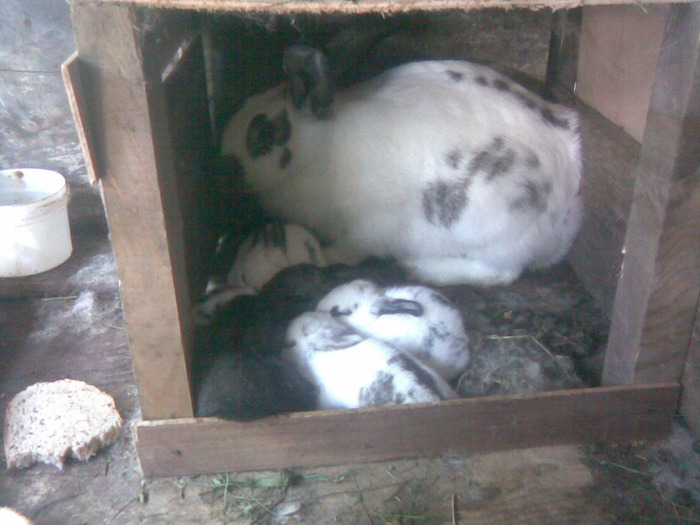 o mamica foarte grijulie - iepuri-comuni 2011