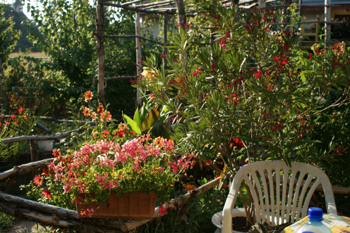 DSC03213 - 00 18 08 2011 gradina mea de vis