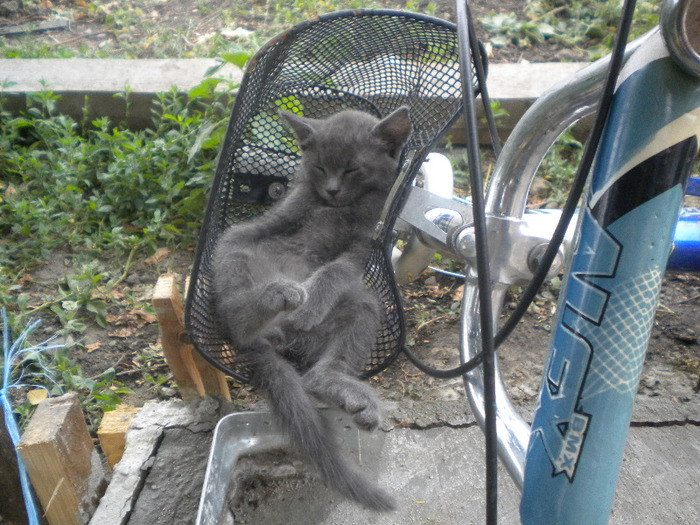 Po'-a sa ninga , po'-a sa ploua ,mi se rupe.... , ca mi-am luat bicicleta noua ! - animale si pasari