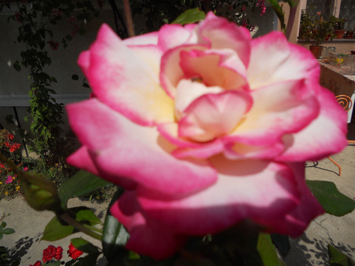 DSCN0417