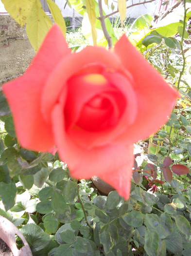 DSCN0422