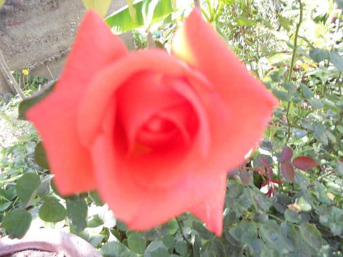 DSCN0423