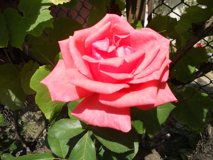 DSCN0435