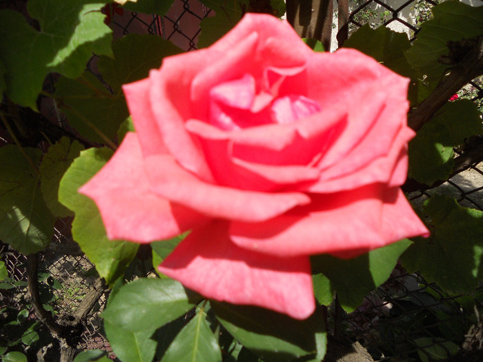 DSCN0436