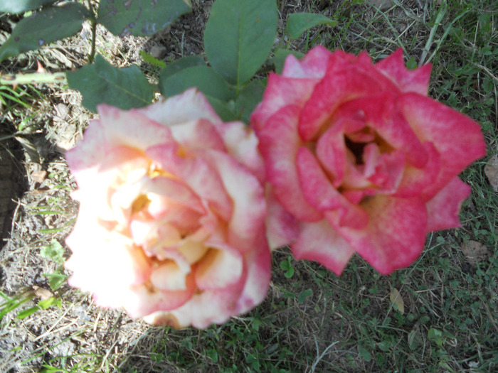 DSCN0461