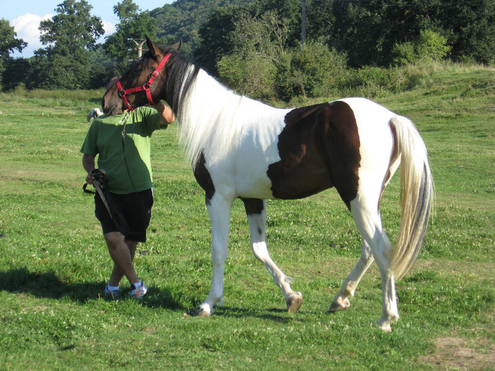 IAPA MUSTANG