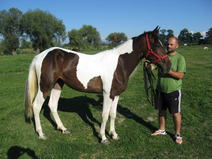 IAPA MUSTANG