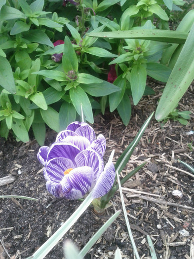 18.08.11 - Crocus