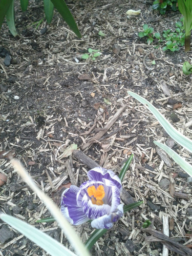 18.08.11 - Crocus