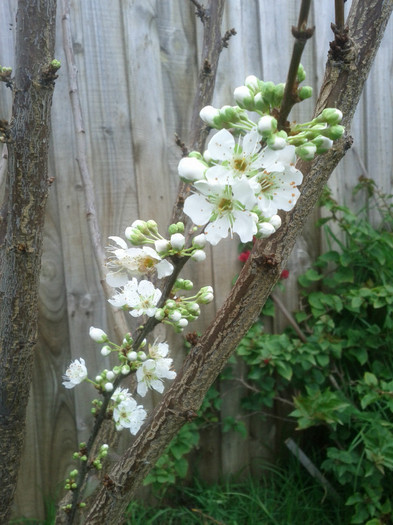 18.08.11 a inflorit prunul
