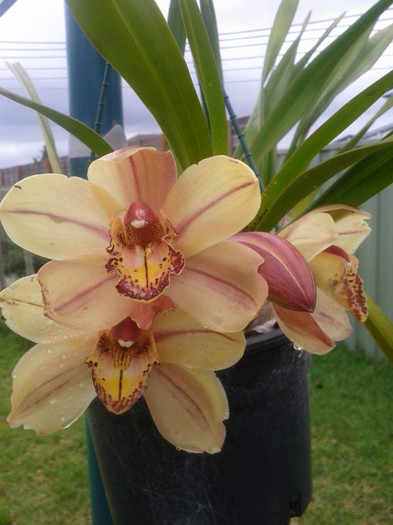 18.08.11 - Cimbidium6