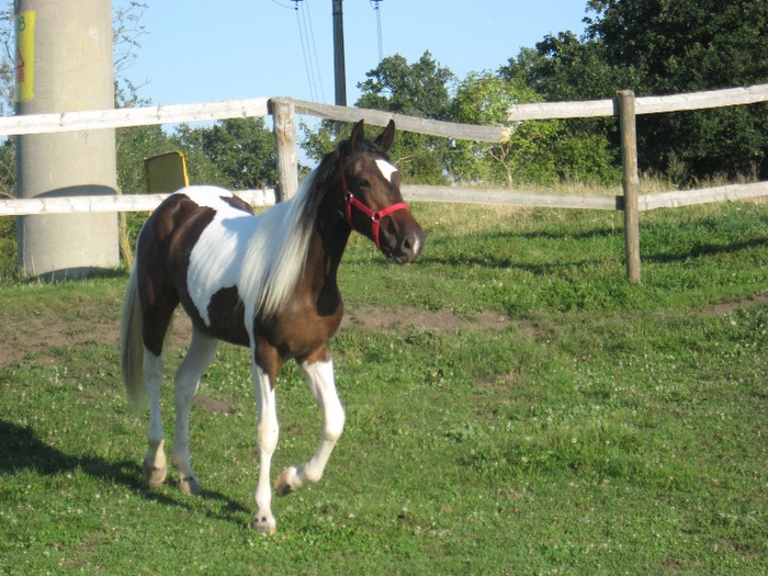IAPA MUSTANG