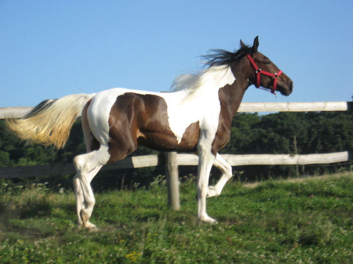 IAPA MUSTANG