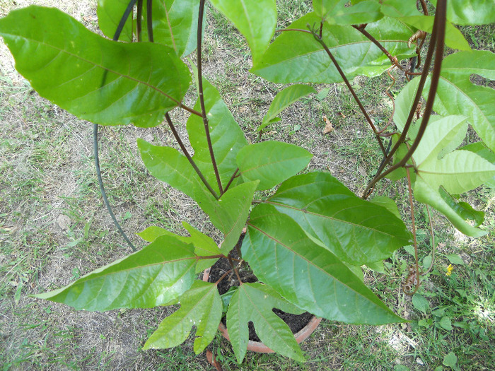 DSCN0487