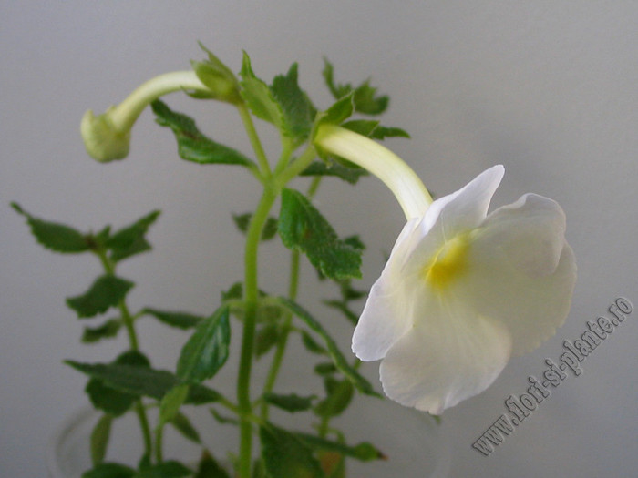 xAchimenantha Aries - ACHIMENES I