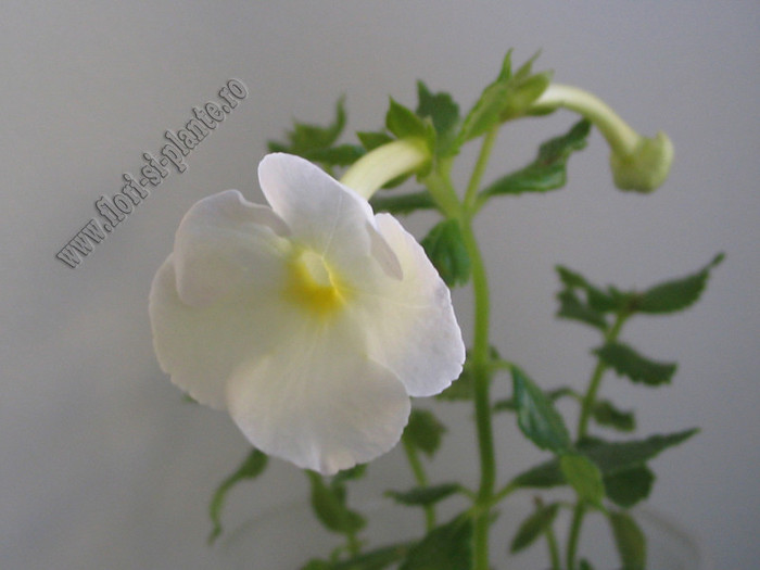 xAchimenantha Aries - ACHIMENES I