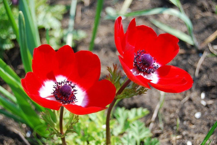 anemone%20rosu[1] - florii