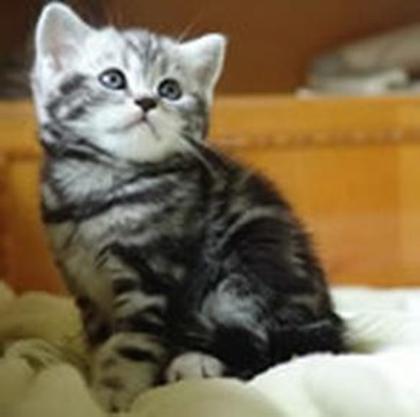 71348492_2-pisici-persane-british-shorthair-de-vanzare-bucharest - aaaaaaaa 0 Miauuu_Miauuuuu