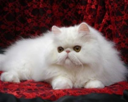 persian1