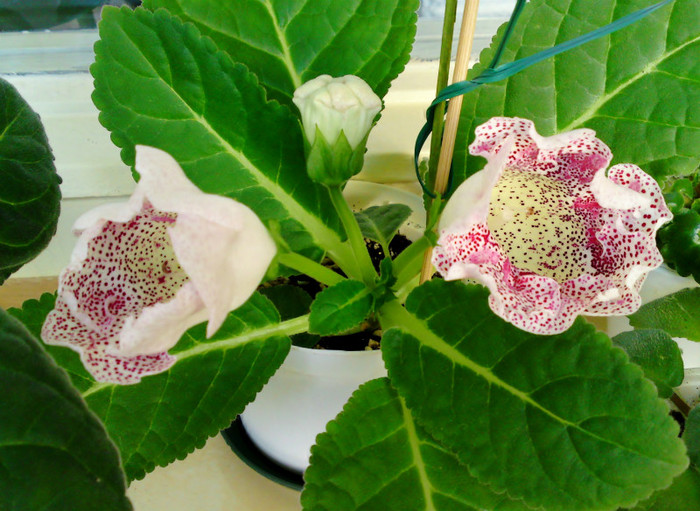 Gloxinia „Dotted Red” - Plante diverse