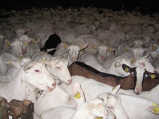 capre de lapte Sanne - licitatie oi-Wels-excursie -Cehia