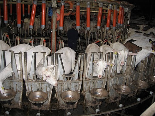 acum da laptele nu glumesc - licitatie oi-Wels-excursie -Cehia