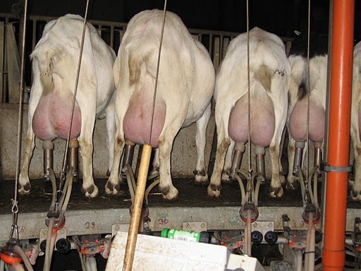 au ceva lapte de muls - licitatie oi-Wels-excursie -Cehia