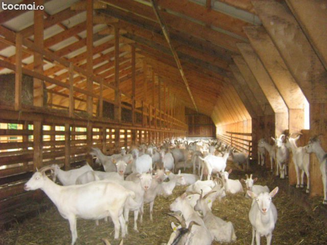 ferma de capre -Romania - crescatori de capre -austria ziege farm