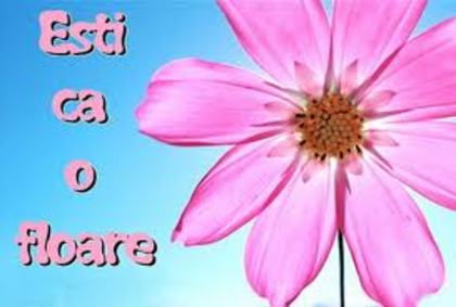 images (42) - poze poze