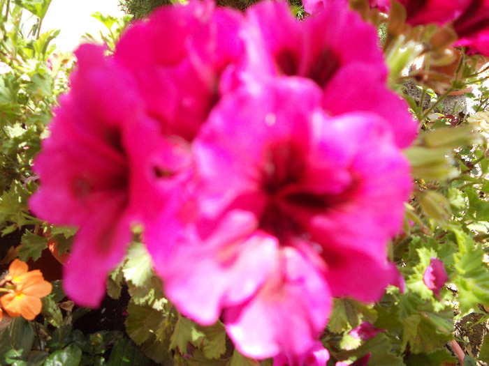 DSCN0466
