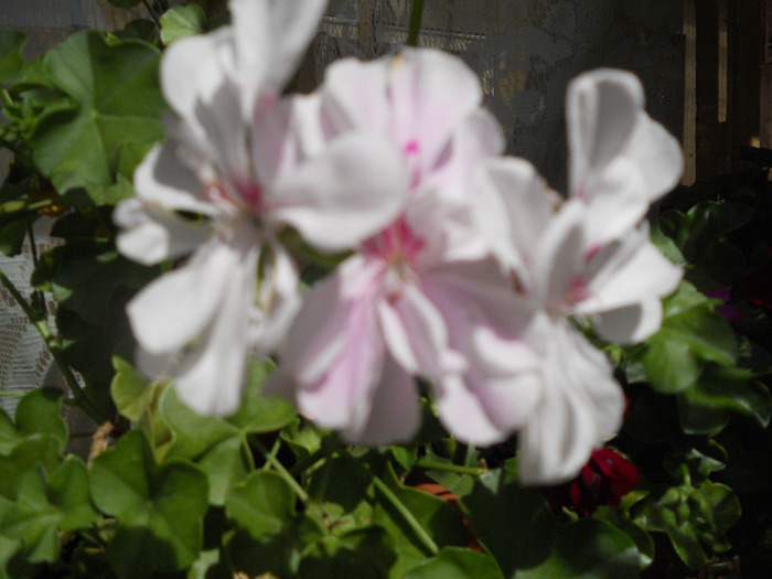DSCN0456