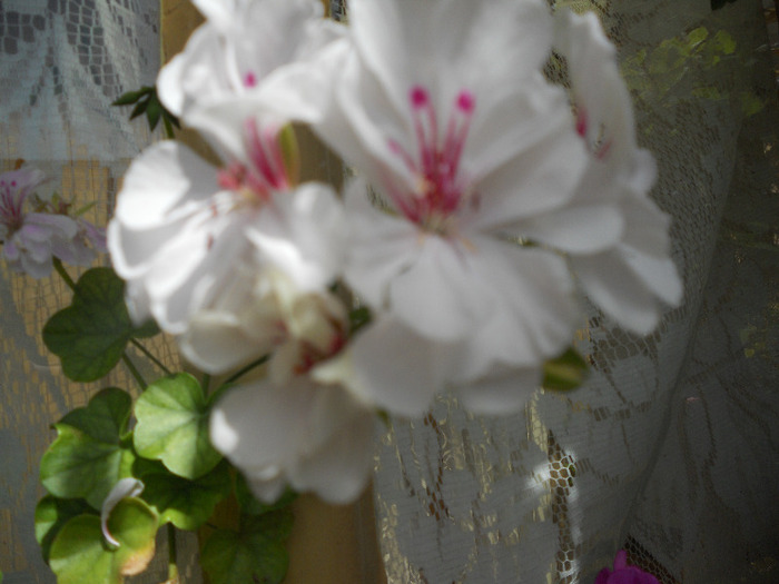 DSCN0455