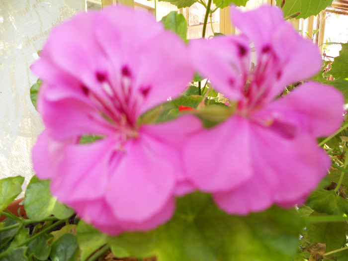 DSCN0453