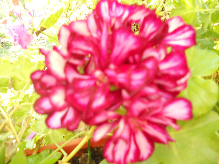 DSCN0447