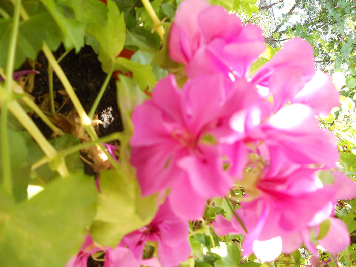 DSCN0449