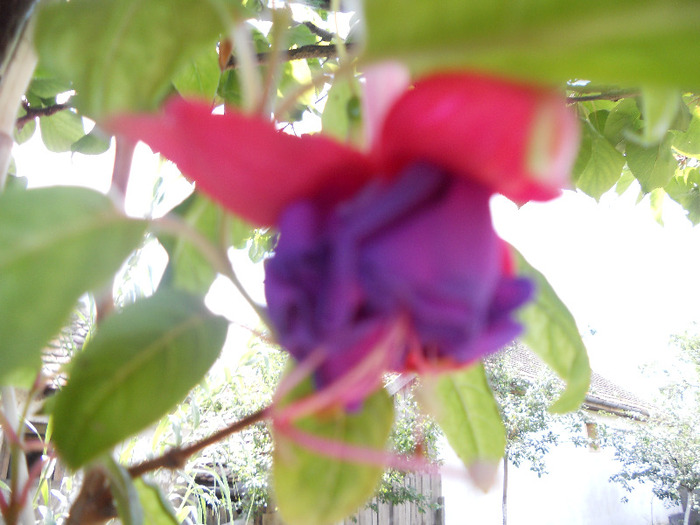 DSCN0481